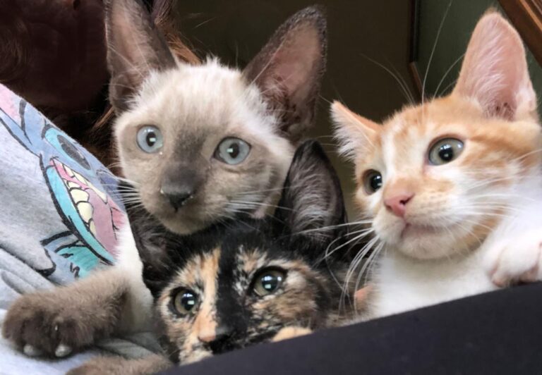 multimedia-foto73384-854-1