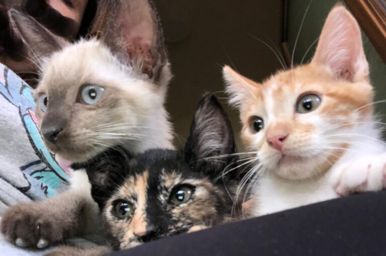 multimedia-foto73385-854-1