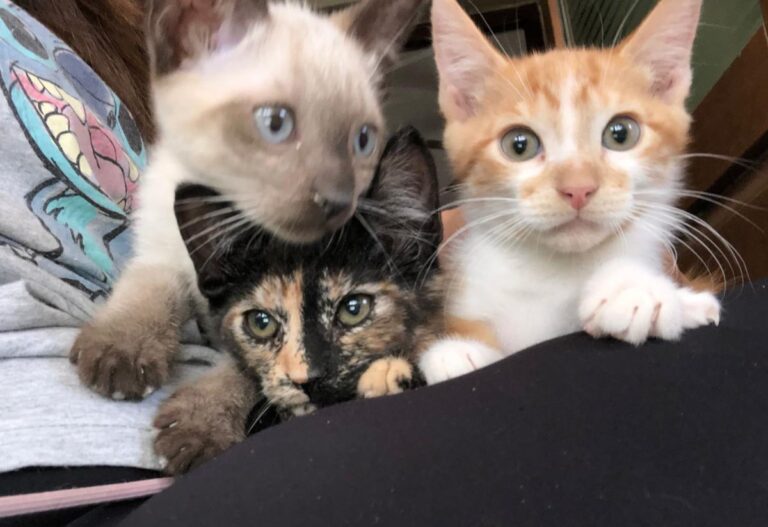 multimedia-foto73386-854-1