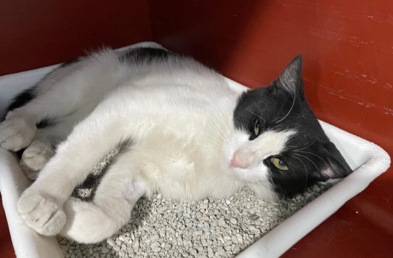 multimedia-foto73443-813-1