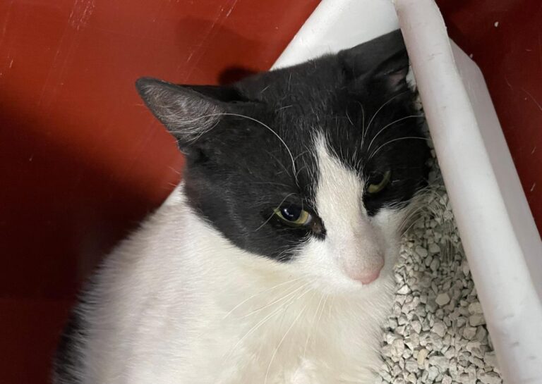 multimedia-foto73445-813-1