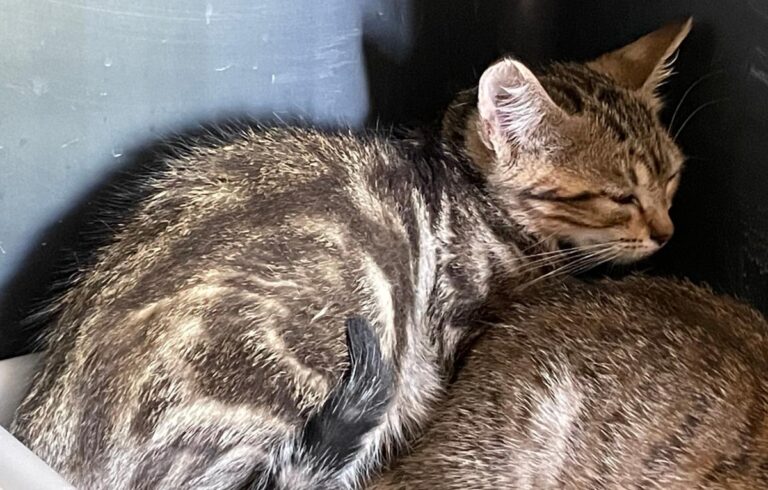 multimedia-foto73462-581-1