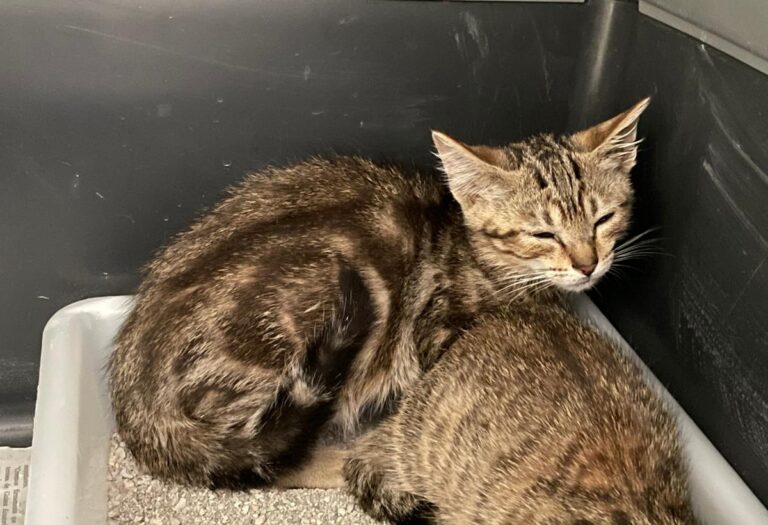 multimedia-foto73463-581-1