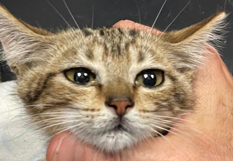 multimedia-foto73464-581-1