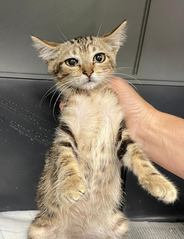 multimedia-foto73465-581-1