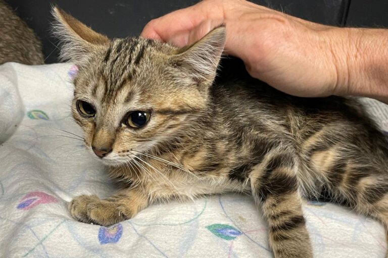 multimedia-foto73466-582-1