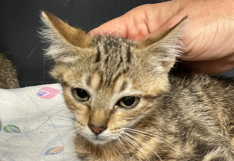 multimedia-foto73467-582-1