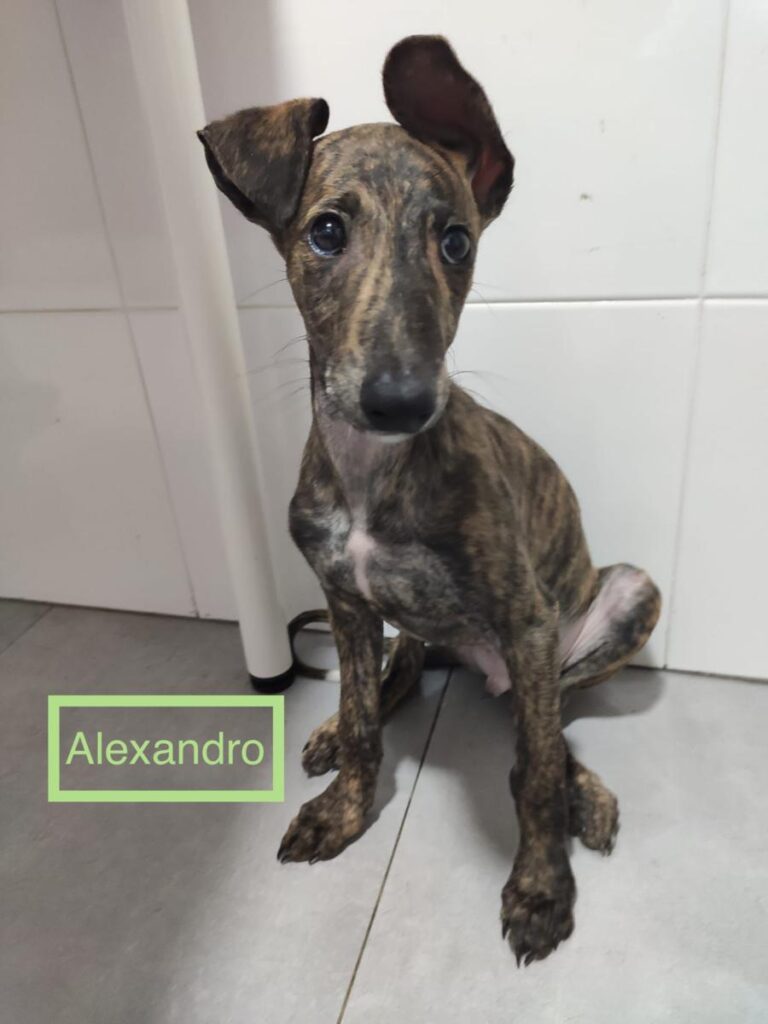 multimedia-foto73488-668-1