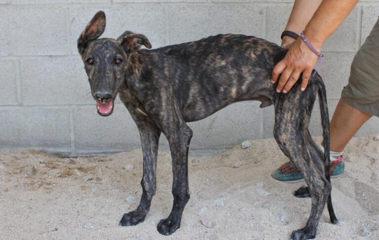 multimedia-foto73489-668-1