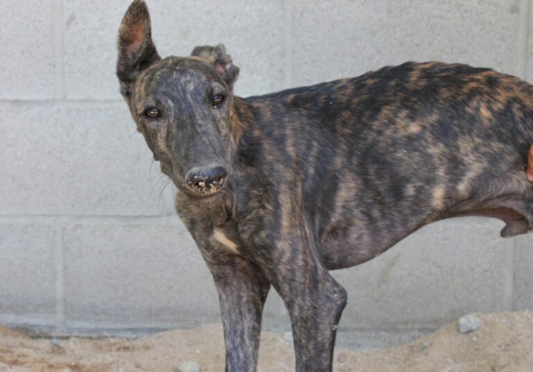 multimedia-foto73490-668-1