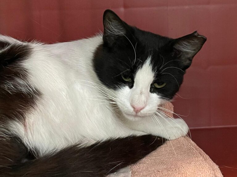 multimedia-foto73538-863-1