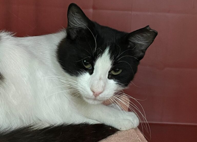 multimedia-foto73541-864-1