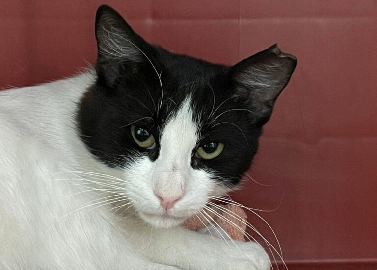 multimedia-foto73542-864-1