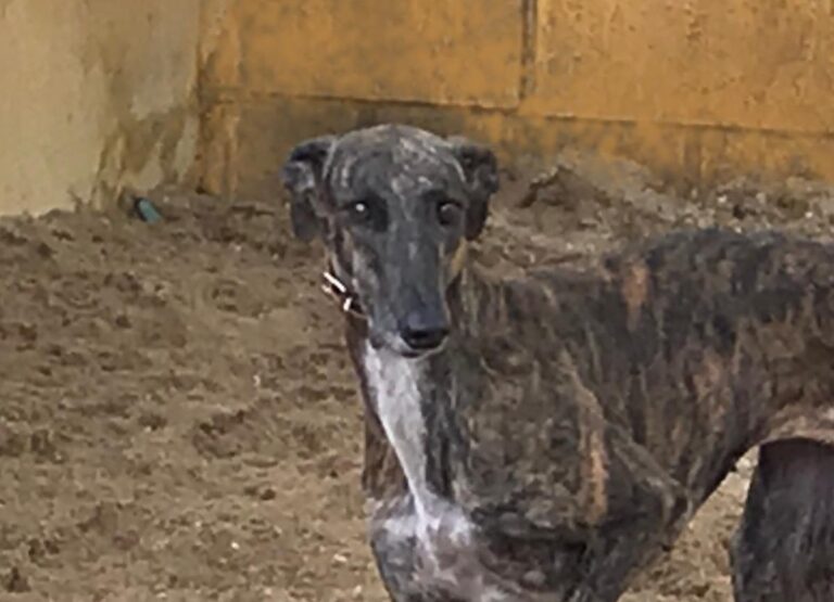 multimedia-foto73564-945-1