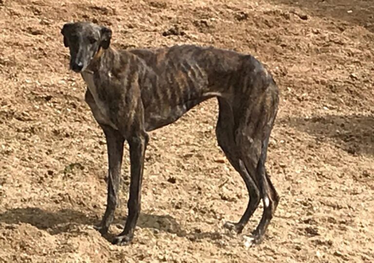 multimedia-foto73565-945-1