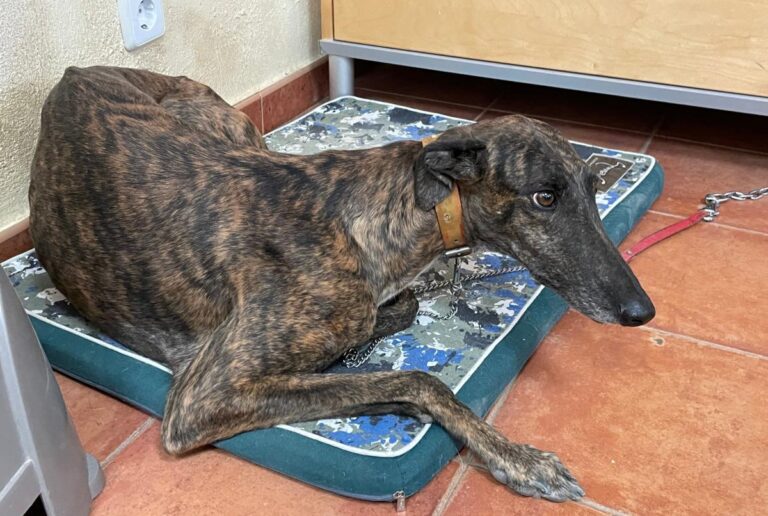 multimedia-foto73566-946-1