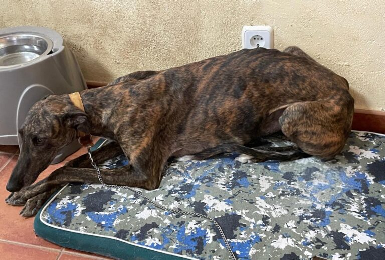 multimedia-foto73570-946-1