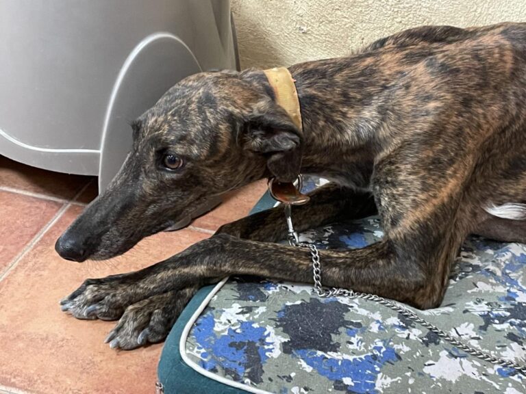 multimedia-foto73571-946-1