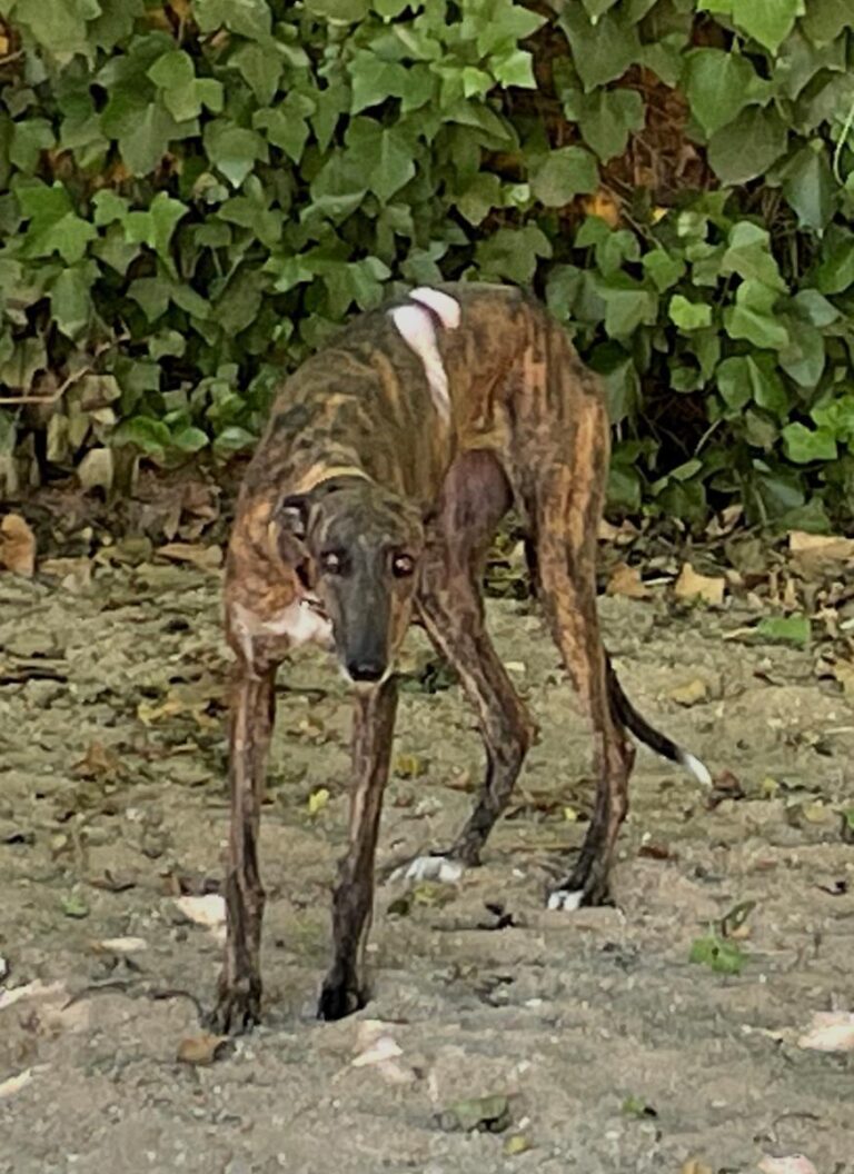 multimedia-foto73572-947-1