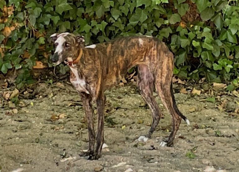 multimedia-foto73573-947-1