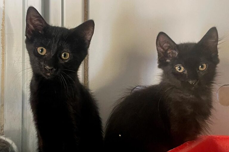 multimedia-foto73585-501-1