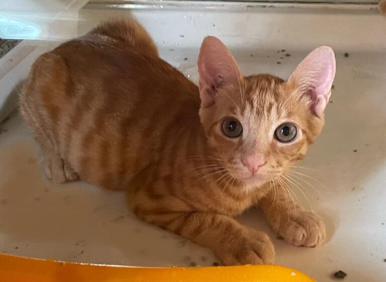 multimedia-foto73590-703-1