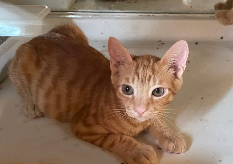 multimedia-foto73591-703-1