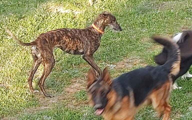 multimedia-foto73592-630-1