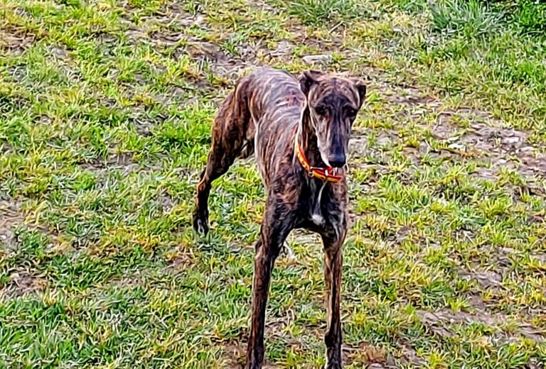 multimedia-foto73595-631-1