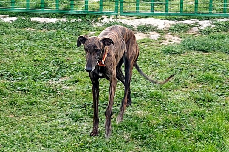 multimedia-foto73597-631-1