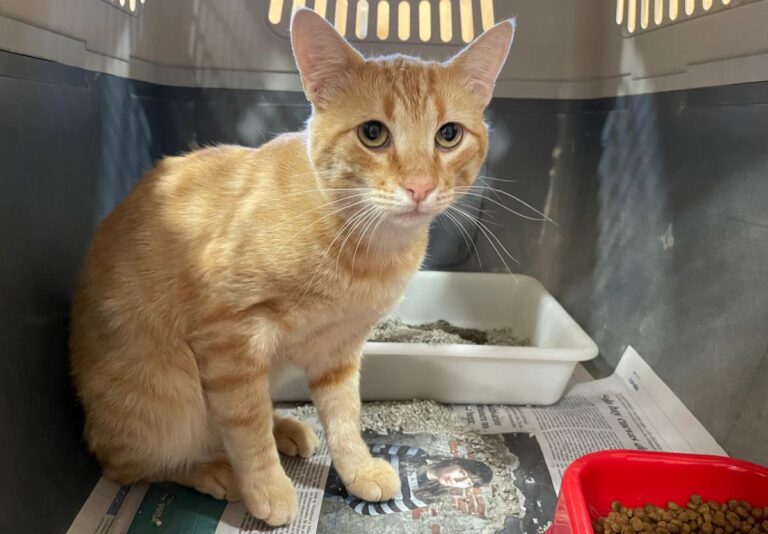 multimedia-foto73630-349-1