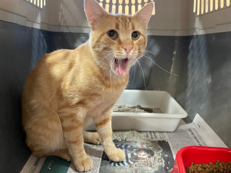 multimedia-foto73631-349-1