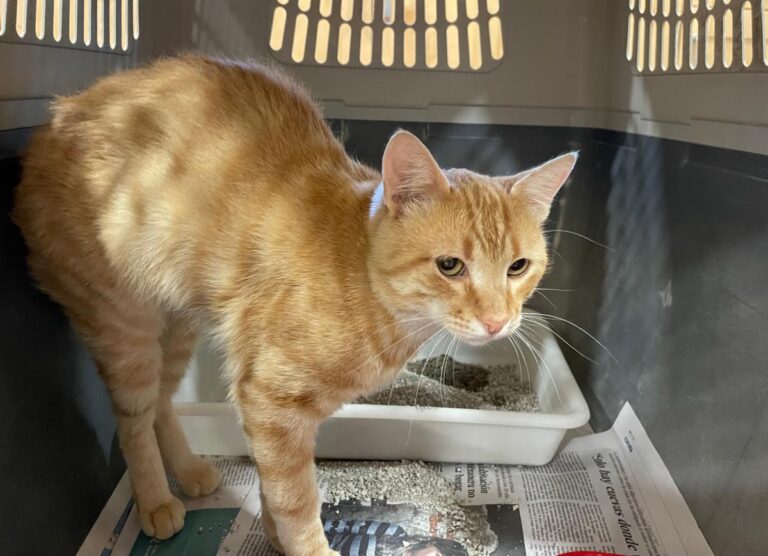 multimedia-foto73633-349-1