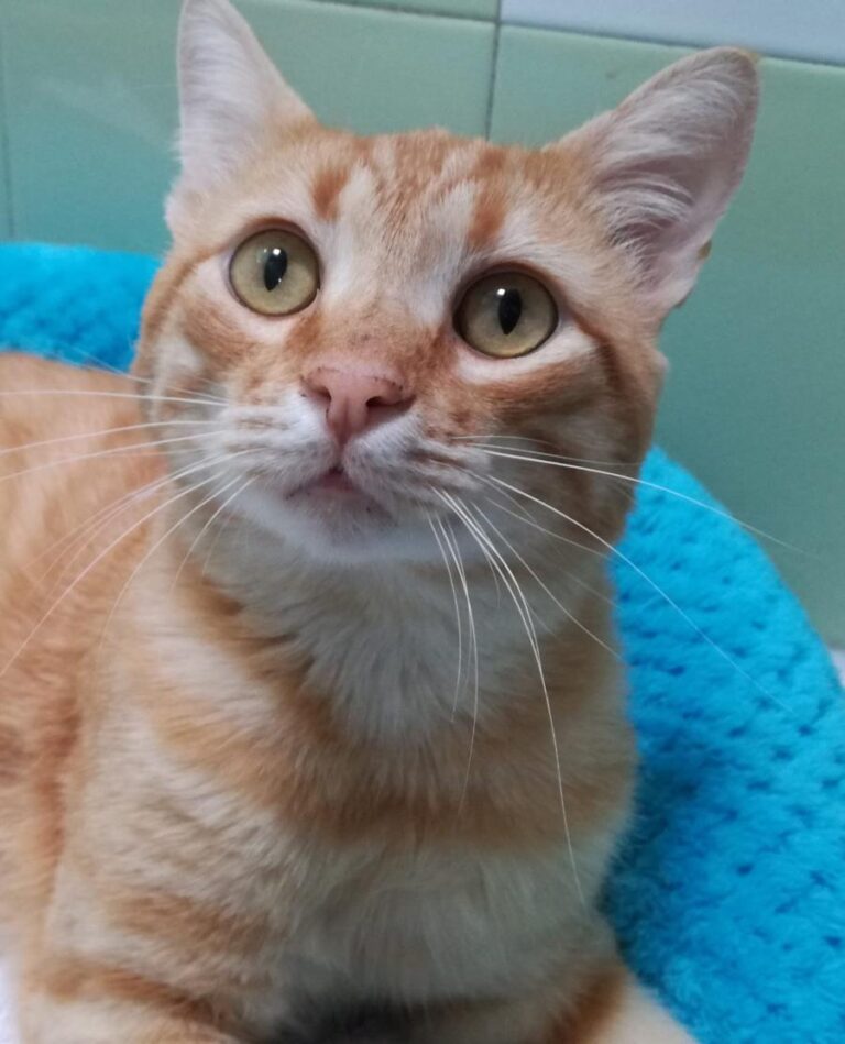 multimedia-foto73634-350-1