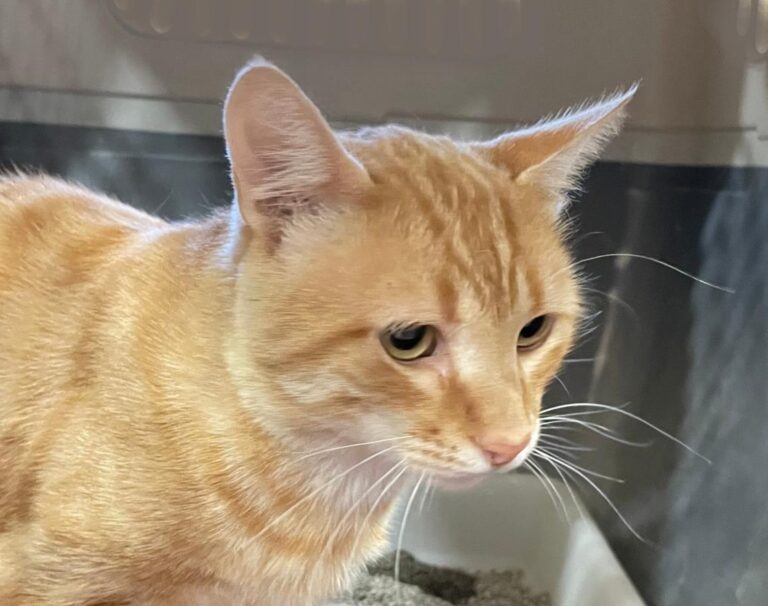 multimedia-foto73635-350-1