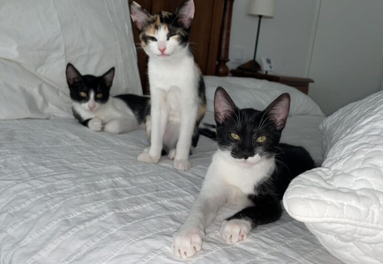 multimedia-foto73675-682-1