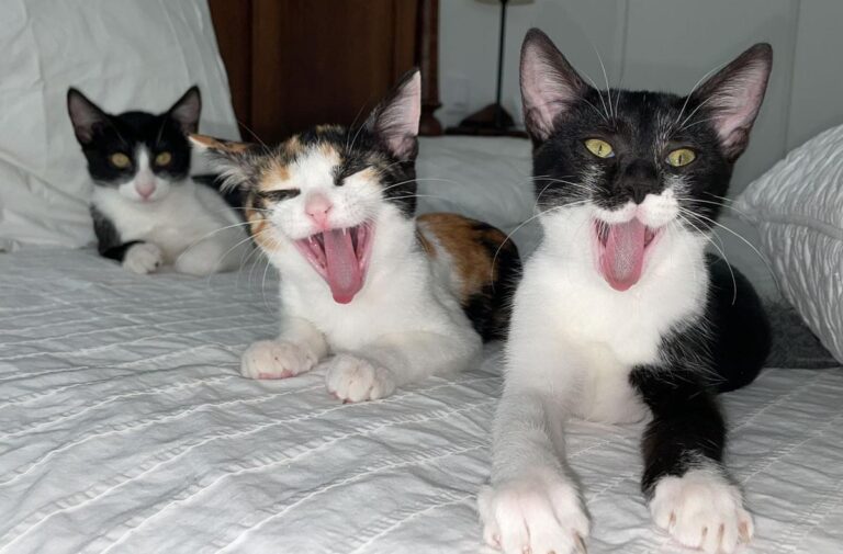 multimedia-foto73677-683-1