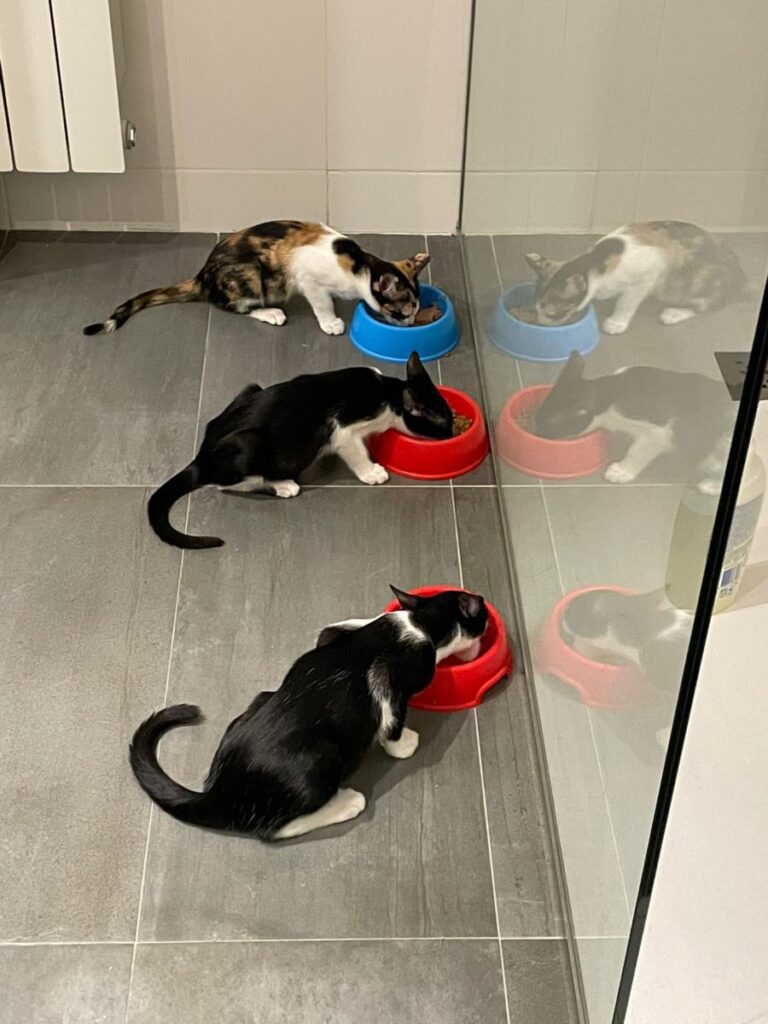 multimedia-foto73682-934-1