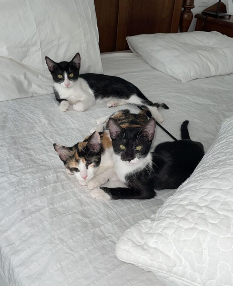 multimedia-foto73683-934-1