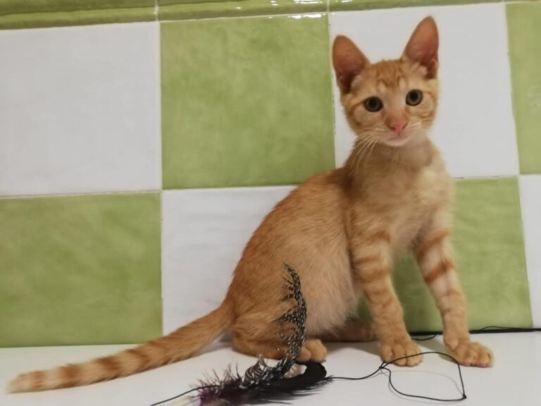 multimedia-foto73714-304-1