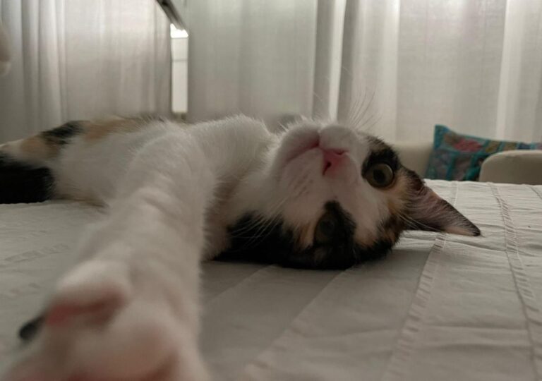 multimedia-foto73722-428-1