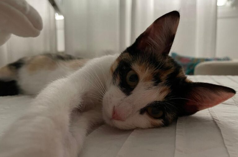 multimedia-foto73723-428-1