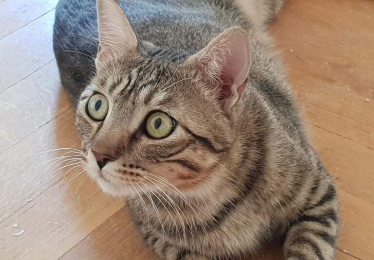 multimedia-foto73736-952-1