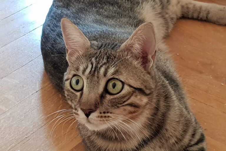 multimedia-foto73737-952-1