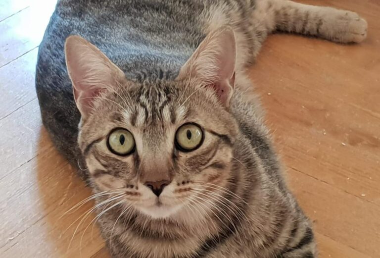 multimedia-foto73738-952-1