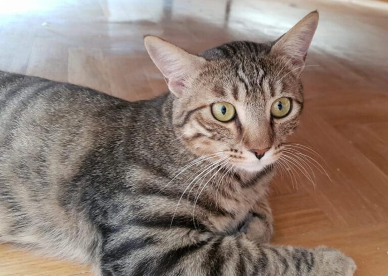 multimedia-foto73739-953-1