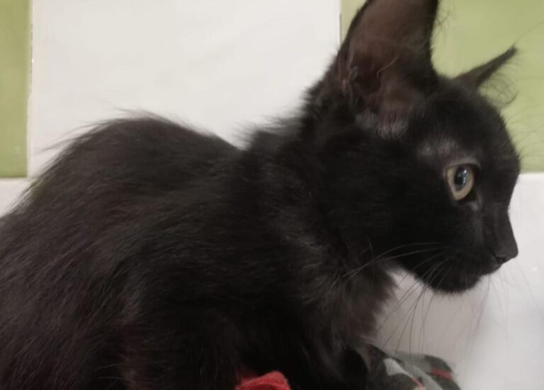 multimedia-foto73743-146-1