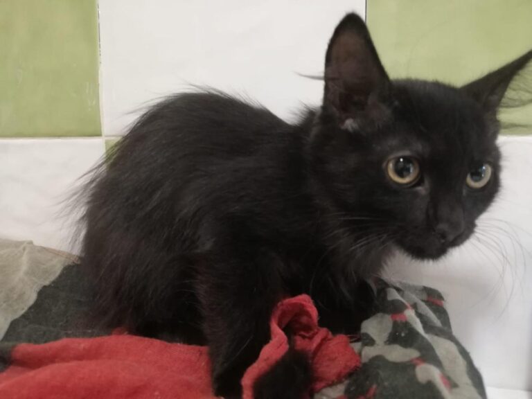 multimedia-foto73744-146-1