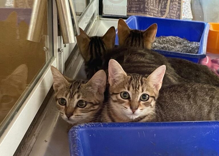 multimedia-foto73752-265-1