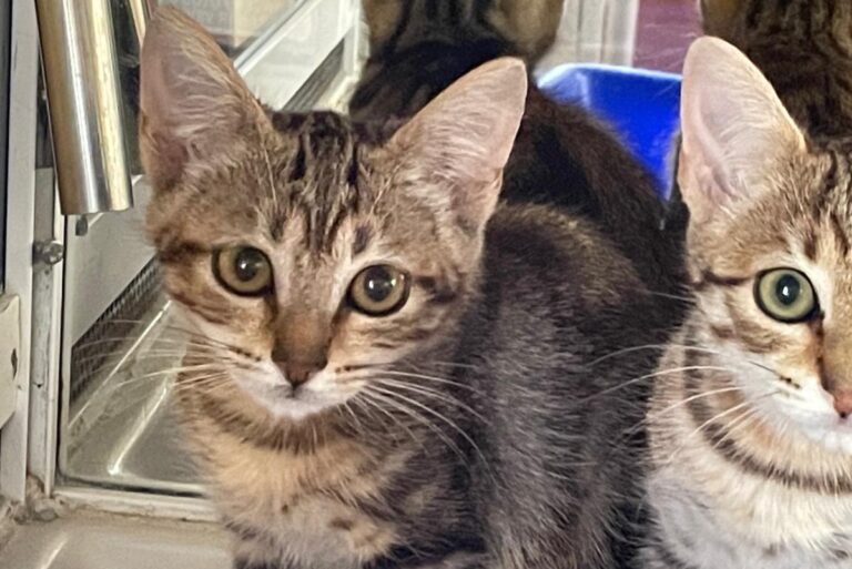 multimedia-foto73753-265-1